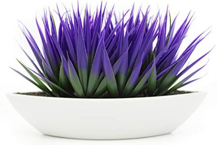 Planta escritorio